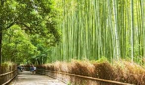 Kyoto Bamboo Forest